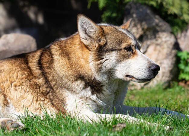 Bouchent le portrait d'un chien husky couché sur l'herbe.