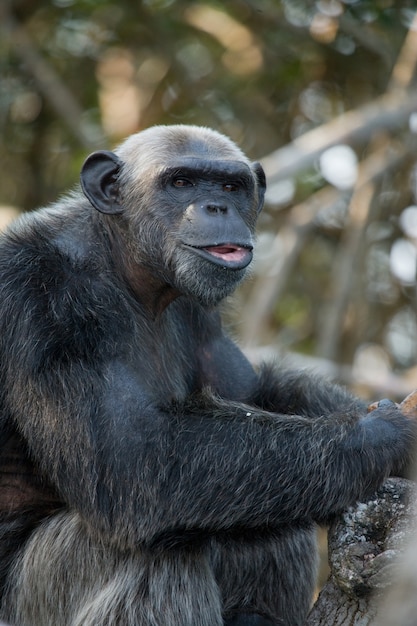 Bouchent le portrait d'un chimpanzé mâle