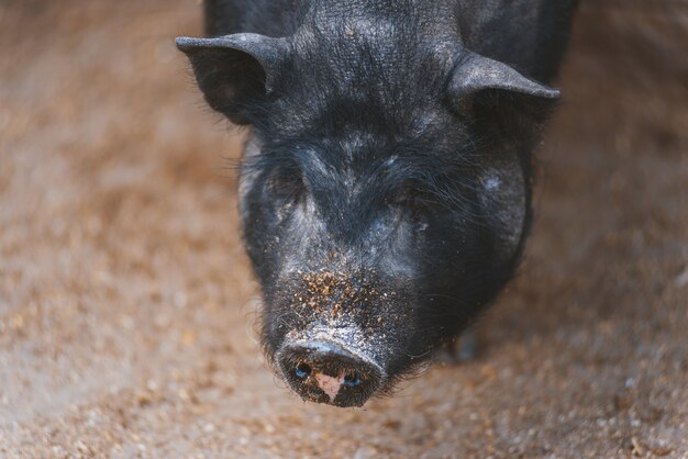 Bouchent portrait de cochon noir, concept de ferme