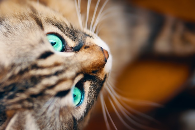 Bouchent le portrait du chat rayé