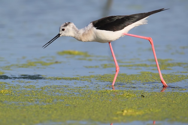 Bouchent Le Portrait D'échasses Ailées Noires Avec Pattes Rouges.