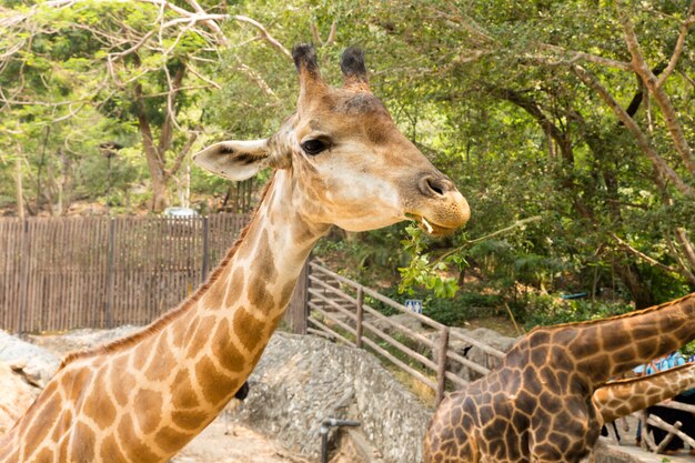 Bouchent le portrait d&#39;une girafe mignonne, Giraffa