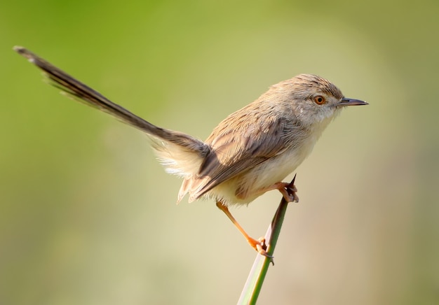 Bouchent le portrait de prinia