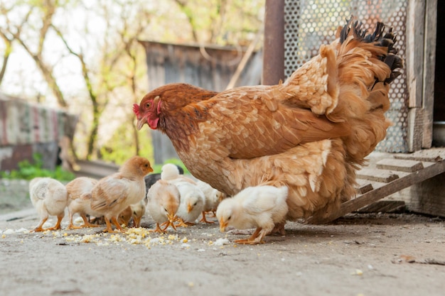 Bouchent les poussins jaunes sur le sol