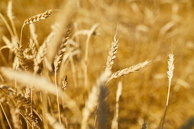 Bouchent la récolte de blé, fond de champ de blé au soleil, été