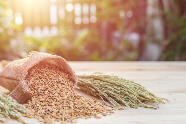 Bouchent riz paddy jaune thaïlandais