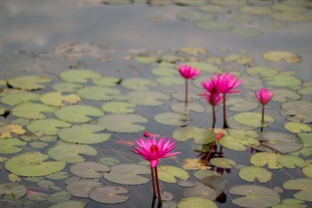 Bouchent rouge Lotus Marine de Thaïlande