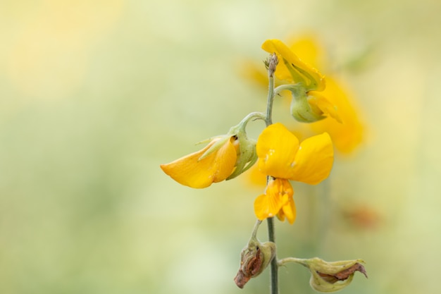 Bouchent sunhemp fleur dans le jardin