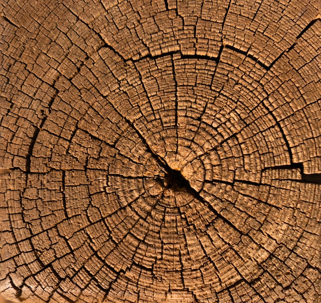 Photo bouchent la surface texturée en bois