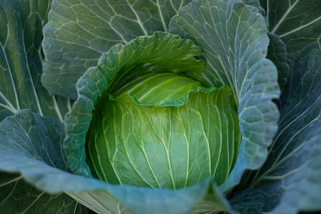 Bouchent les têtes de maturation du chou vert frais poussant dans le domaine de la ferme