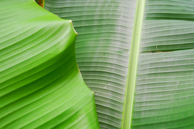 Bouchent la texture des feuilles de bananier