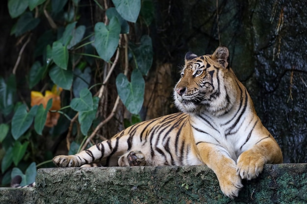 Bouchent le tigre du Bengale dans la forêt