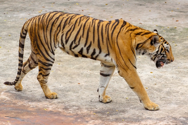 Bouchent le tigre sur le sol en ciment en Thaïlande