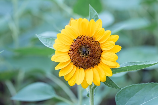 Bouchent les tournesols dans une nature.