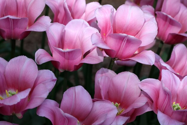 Bouchent les tulipes roses en fleurs