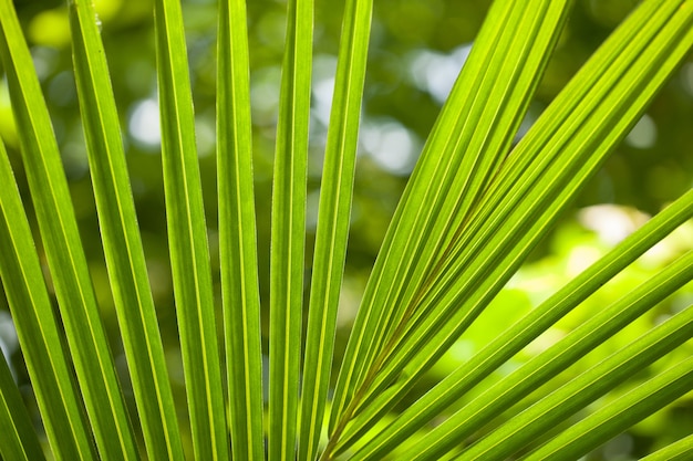 bouchent la vue de la belle feuille de palmier vert sur fond naturel