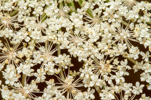 Photo bouchent la vue sur la belle fleur de carotte sauvage (daucus carota).