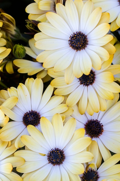 Bouchent la vue sur les belles fleurs blanches Osteospermum.