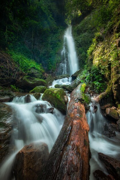 Bouchent la vue cascade dans la forêt profonde au parc national, scène de la rivière cascade.