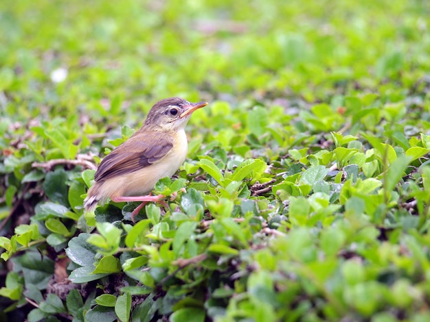 Bouchent la vue du joli petit oiseau