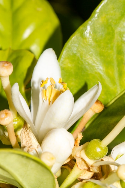 Bouchent la vue sur la fleur de l&#39;oranger.