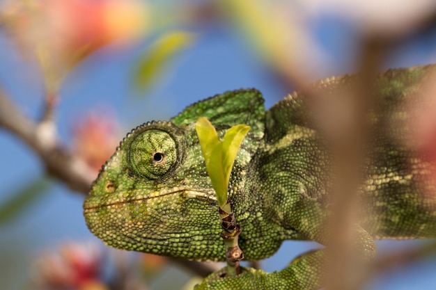 Bouchent la vue d&#39;un mignon caméléon vert à l&#39;état sauvage.