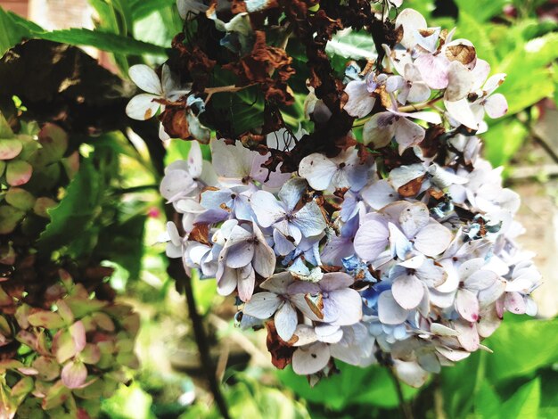 Bouchent la vue sur la nature des fleurs d'argent beauté fond Nature concept feuille tropicale