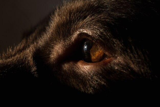 Bouchent la vue à l'oeil chien labrador brun regardant la caméra