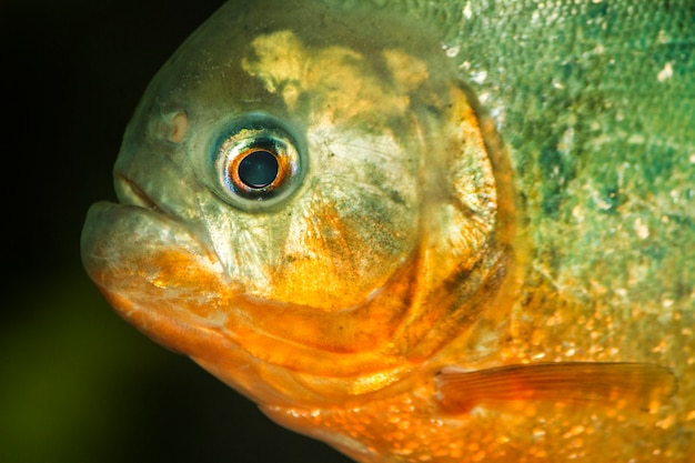 Bouchent la vue d&#39;un poisson piranha à ventre rouge sur un réservoir.