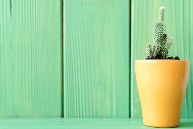 Bouchent la vue d'une succulente sur un fond en bois vert