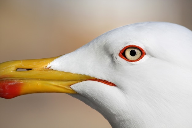 Photo bouchent la vue sur la tête d'un oiseau mouette.