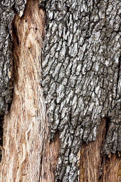 Bouchent la vue sur une texture d&#39;écorce de quercus suber tree.