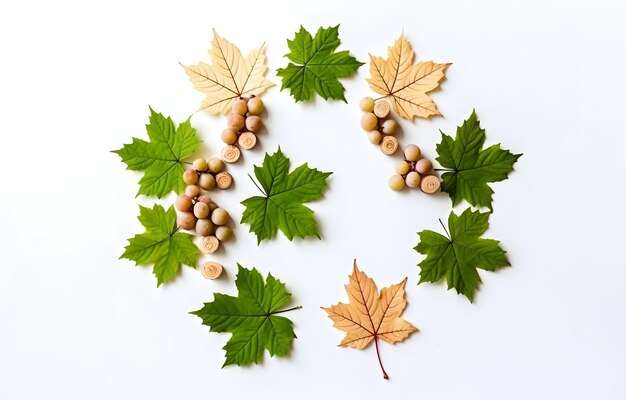 Bouchons de vin avec feuilles de vigne sur fond blanc