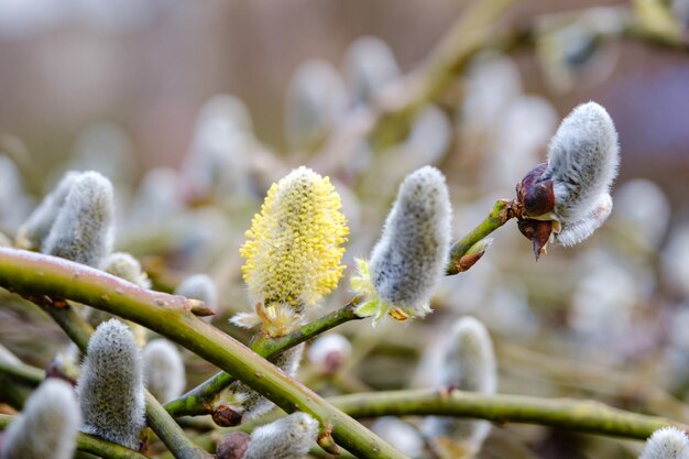 Photo boucles d'oreilles moelleuses en saule jaune sur fond flou branche de saule avec chatons