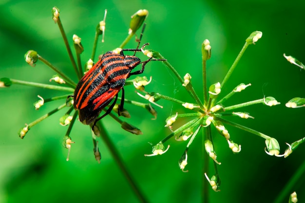 Bouclier bug sur une fleur se bouchent