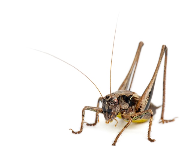 Bouclier mâle Katydid - Platycleis tessellata