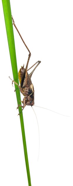 Bouclier mâle Katydid - Platycleis tessellata