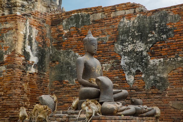 Photo bouddha et le singe en thaïlande.