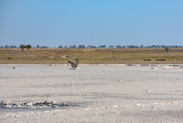 boue thérapeutique dans un lac salé séché, un lac salé, un fond de lac salé