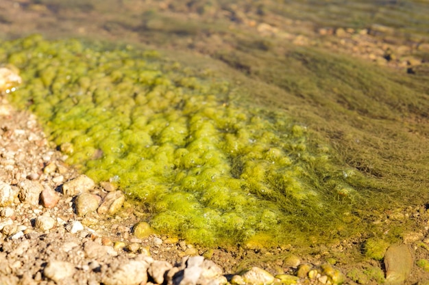 Boue verte et pierres sur la rive du fleuve