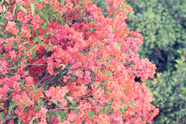 Bougainvillea Alexandra fleurit avec fond de fleurs roses tonique