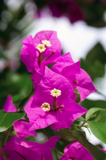 Bougainvillea en été en pleine floraison libre