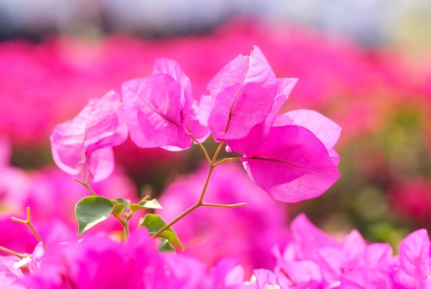 Bougainvillea Fleurs