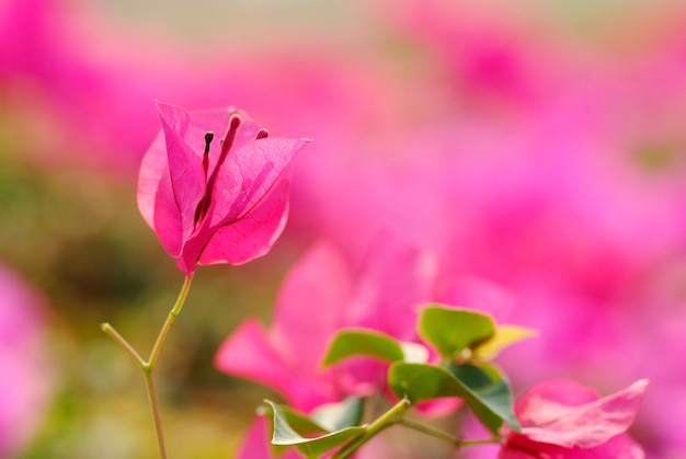 Bougainvillea Fleurs