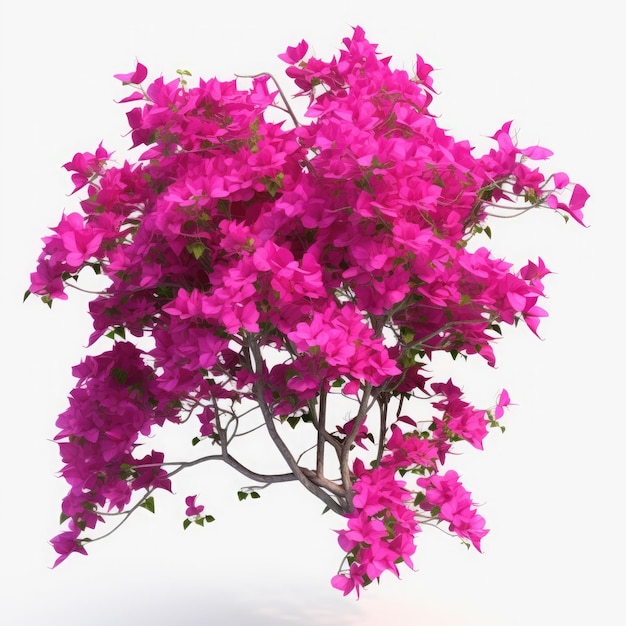 Bougainvillea sur fond blanc