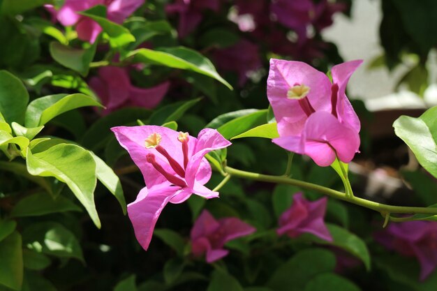 Bougainvillea glabra rose vif au soleil