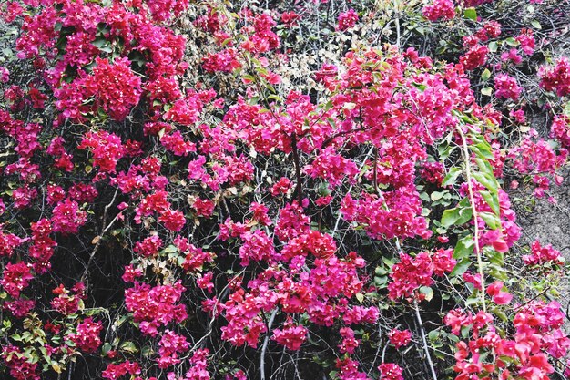 Bougainvillea Plante en pleine floraison avec des fleurs roses et un stigmate blanc pour un bel arrière-plan