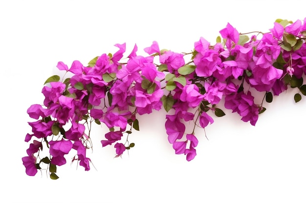 Bougainvillea pourpre fleur tropicale arbuste grimpant génératif Ai