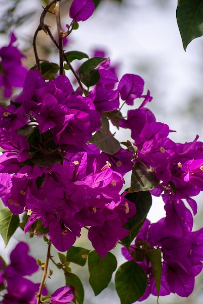 Bougainvillea