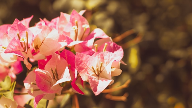 Bougainvillier dans le parc